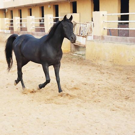 The Farm - Hotel & Horse Riding Каир Экстерьер фото