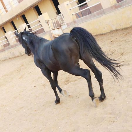 The Farm - Hotel & Horse Riding Каир Экстерьер фото