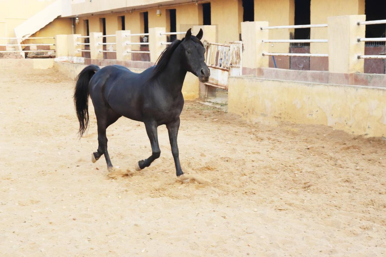 The Farm - Hotel & Horse Riding Каир Экстерьер фото