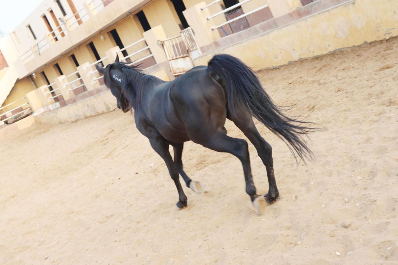 The Farm - Hotel & Horse Riding Каир Экстерьер фото
